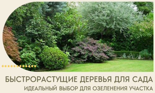 Быстрорастущие деревья для сада идеальный выбор в Черкесске
