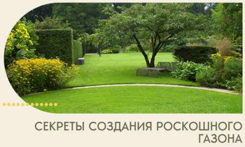 Секреты создания роскошного газона в Черкесске